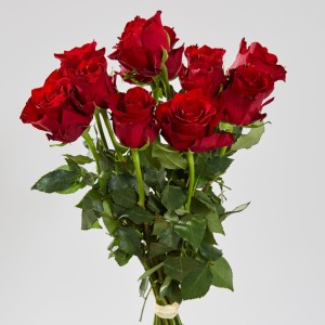 Róże 9 sztuk - szt.
