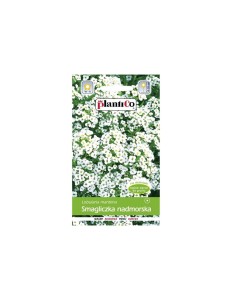 Plantico - Smagliczka nadmorska biała nasiona - 1 g