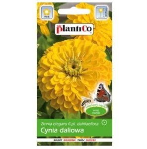 Plantico - Cynia wytworna daliowa żółta nasiona - 1 g