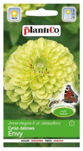 Plantico - Cynia wytworna daliowa Envy jasnozielona - 1 g