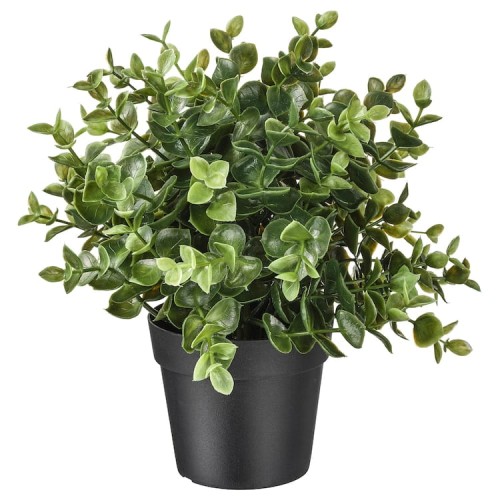 I.ROŚLINA SZTUCZNA OREGANO