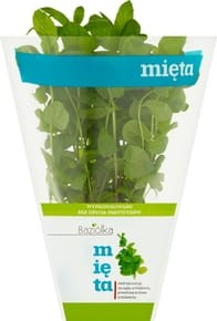 Zioła doniczka mix - szt